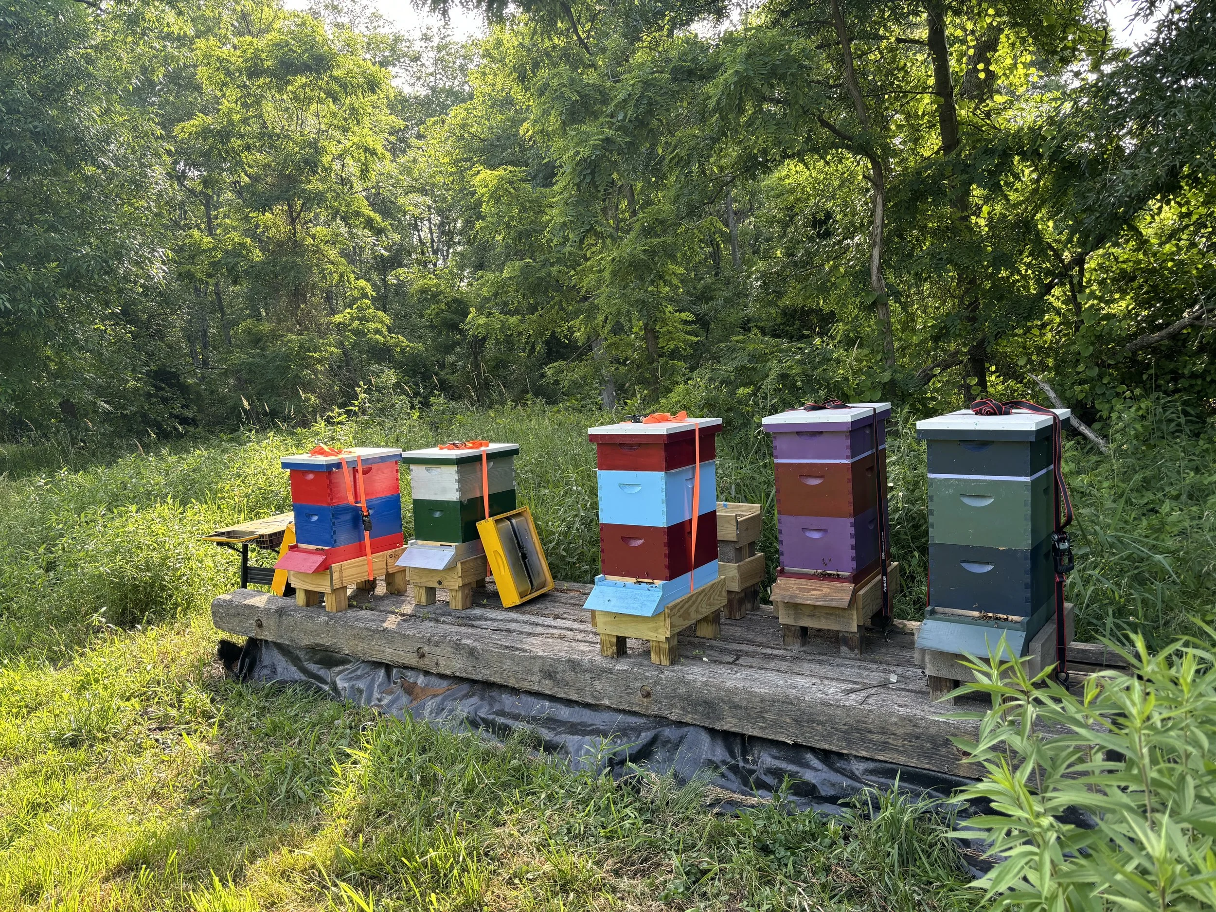 Honeycomb Homestead | Support Bees - Join Us Today